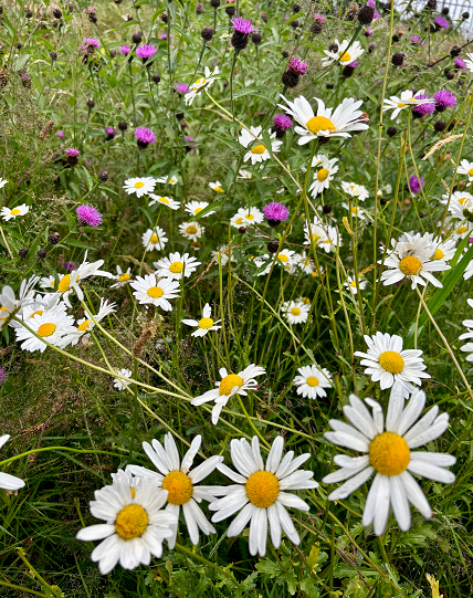 Wild flowers