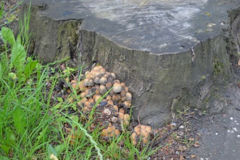 fungi 5
